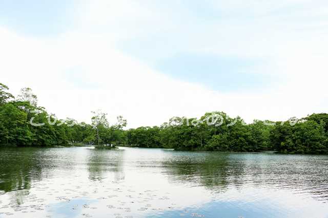 【日本のポストカードAIR】北海道　大沼公園のはがきハガキ葉