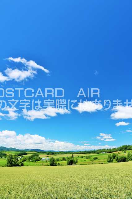 【日本の風景ポストカードAIR】北海道　青空の美瑛のはがきハガキ葉書 撮影/YOSHIO IWASAWA