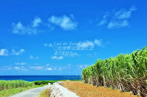 【日本の風景ポストカードLac et Soleil】沖縄県来間島からの夏の青空とサトウキビ畑のはがきハガキ葉書3 撮影/YOSHIO IWASAWA