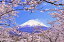 【日本の風景ポストカード】富士山と桜のはがきハガキ葉書 撮影/YOSHIO IWASAWA 143円