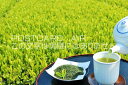 【食のポストカードAIR】初夏の茶畑と新茶を淹れるのはがきハガキ葉書 撮影/YOSHIO IWASAWA