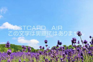 【日本のポストカードAIR】北海道 ファーム富田のラベンダーのはがきハガキ葉書 撮影/YOSHIO IWASAWA