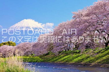 【日本の風景ポストカード】富士山と桜の溢れる川のはがきハガキ葉書撮影/YOSHIOIWASAWA