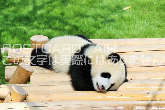 【動物のポストカード】パンダのはがきハガキ葉書 撮影/YOSHIO IWASAWA