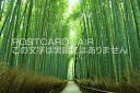 【日本の風景ポストカード】京都　嵯峨嵐山の竹林のはがきハガキ