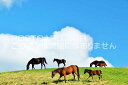 【日本の風景ポストカード】北海道 サラブレッド牧場の馬のはがきハガキ葉書 撮影/YOSHIO IWASAWA
