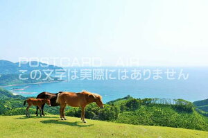【日本の風景ポストカード】宮崎県 都井岬の野生馬のはがきハガキ葉書 撮影/YOSHIO IWASAWA