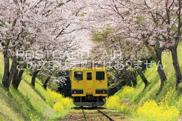 【日本の風景ポストカード】千葉県　春のいすみ鉄道のはがきハガキ葉書 撮影/YOSHIO IWASAWA