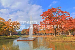 【日本の風景ポストカードAIR】0東京都代々木公園　噴水池の紅葉のはがきハガキ葉書 撮影/kazukiatuko