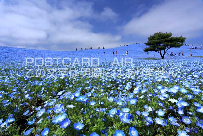 【日本の風景ポストカードAIR】'茨城県日立市国営ひたち海浜公園'ネモフィラの丘のはがきハガキ葉書 撮影/kazukiatuko