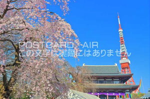 【日本の風景ポストカードAIR】増上寺と東京タワーと満開の桜のはがきハガキ葉書 撮影/kazukiatuko