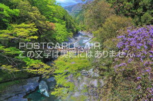 【日本の風景ポストカードAIR】　四国徳島徳島県三好市新緑の祖谷のかずら橋のはがきハガキ葉書 撮影/kazukiatuko