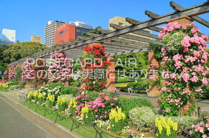【日本の風景ポストカードAIR】神奈川県横浜市バラが咲き誇る みなとガーデン(山下公園)のはがきハガキ葉書 撮影/kazukiatuko