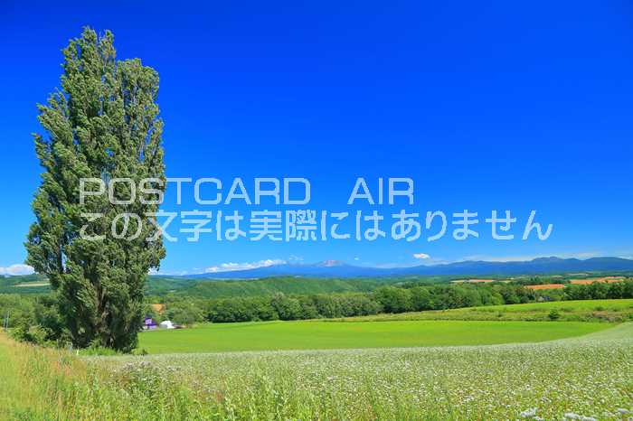 【日本の風景ポストカードAIR】北海道ケンとメリーの木　美瑛の丘　のはがきハガキ葉書 撮影/kazukiatuko