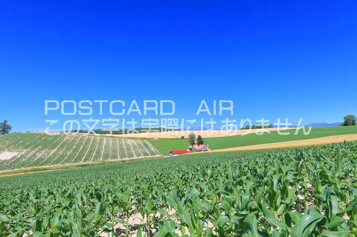【日本の風景ポストカードAIR】北海道美瑛町拓進赤い屋根のある丘のはがきハガキ葉書 撮影/kazukiatuko