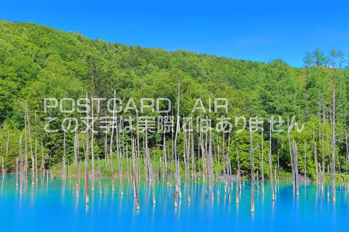 【日本の風景ポストカードAIR】北海道夏の晴天下の青い池　美