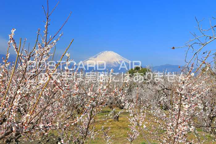 【日本の風景ポストカードAIR】神奈川県曽我別所梅まつのはがきハガキ葉書 撮影/kazukiatuko