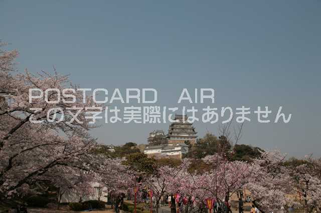 【日本の風景／姫路のポストカード】兵庫県姫路市桜と姫路城天守閣のはがきハガキ photo by MIRO