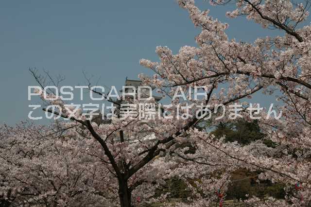 【日本の風景/姫路のポストカード】兵庫県姫路市姫路城のはがきハガキ photo by MIRO