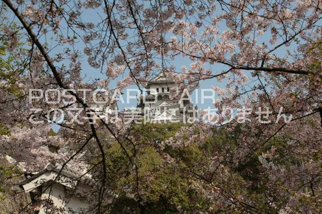 Rakuten - 【日本の風景／姫路のポストカード】兵庫県姫路市姫路城のはがきハガキ photo by MIRO