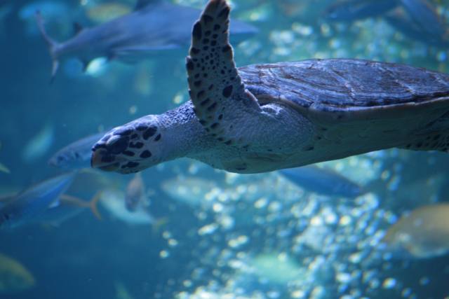 ウミガメ海亀の葉書ハガキはがきph...