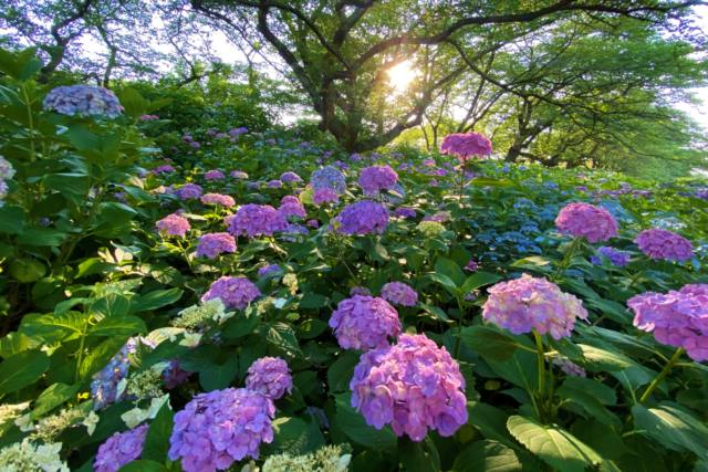 【日本の風景ポストカードAIR】埼玉県権現堂の光り輝く青・紫の紫陽花あじさい2020年満開の葉書ハガキはがき photo by MIRO