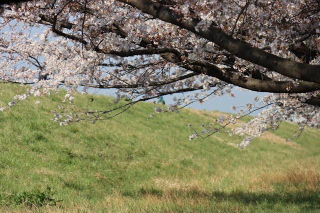 【日本の風景ポストカードAIR】埼玉県戸田市荒川堤防荒川運動公園付近の桜の葉書2020年ハガキはがき photo by MIRO