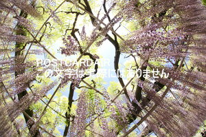 【日本の風景ポストカード】あしかがフラワーパークにある藤の花 はがきハガキ葉書 photo by MIRO