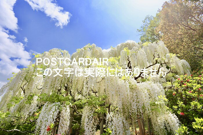 あしかがフラワーパークにある藤の花　はがきハガキ葉書 photo by MIRO