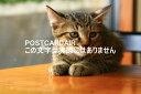 【動物のポストカードAIR】テーブルにちょこんと乗る三毛猫のポストカード絵葉書はがきハガキ