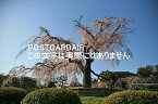 【日本の春の風景ポストカード】京都府京都市丸山公園の桜2007年の葉書ハガキはがき photo by MIRO