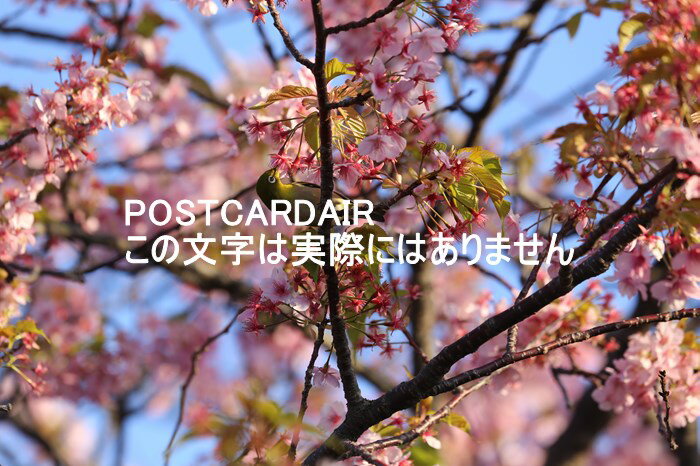日本の風景ポストカード　静岡県賀茂郡河津桜とメジロ