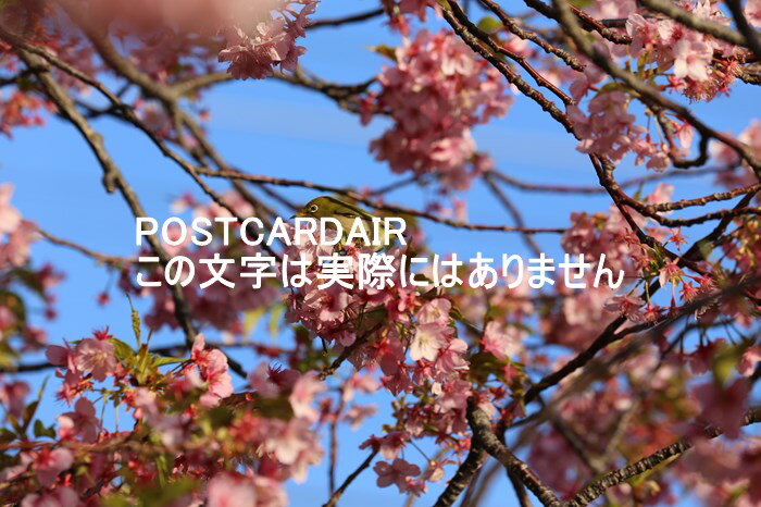 日本の風景ポストカード　静岡県賀茂郡河津桜とメジロ