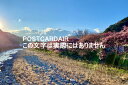 日本の風景ポストカード 静岡県賀茂郡河津川の早朝の河津桜の葉書ハガキはがき photo by MIRO