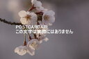 【日本の風景ポストカード】埼玉県草加市葛西陽水の桜2021年のはがきハガキ葉書 photo by MIRO