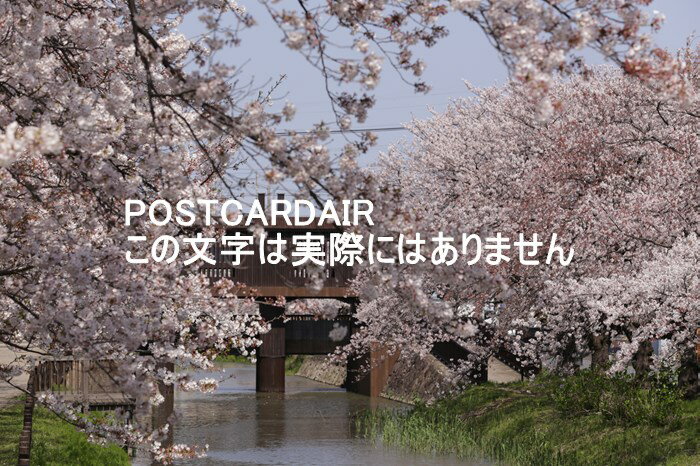 【日本の風景ポストカード】埼玉県草加市葛西用水の桜2021年のはがきハガキ葉書 photo by MIRO