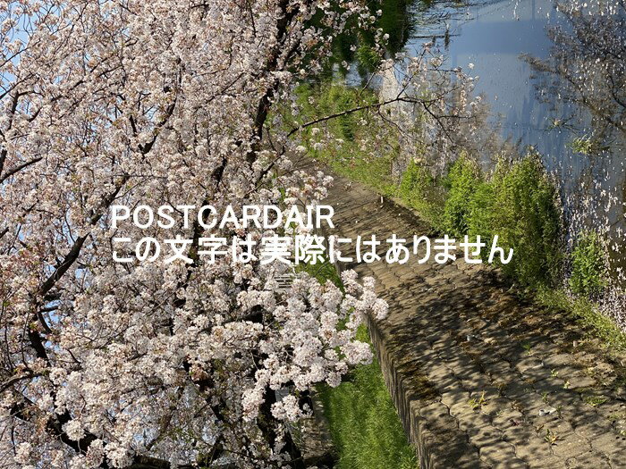 【日本の風景ポストカード】埼玉県吉川市桜通りさくら通りの桜2021年のはがきハガキ葉書 photo by MIRO