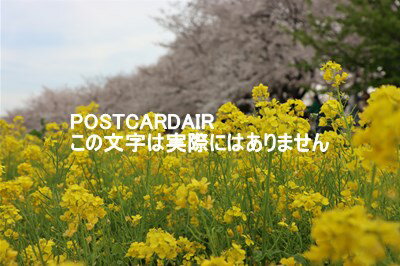 【日本の風景ポストカード】埼玉県幸手市権現堂の桜と菜の花20