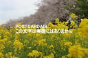 【日本の風景ポストカード】埼玉県幸手市権現堂の桜と菜の花2021年のはがきハガキ葉書 photo by MIRO