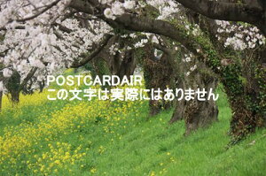 【日本の風景ポストカード】埼玉県比企郡吉見の桜2021年のはがきハガキ葉書 photo by MIRO