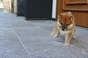 【動物のポストカード】豆しばマメシバ柴犬ごんのポストカード葉書ハガキはがき