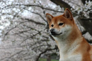 【動物のポストカード】かわいらしい柴犬と桜「レイクタウンのマメシバごん」のはがき5photo by MIRO