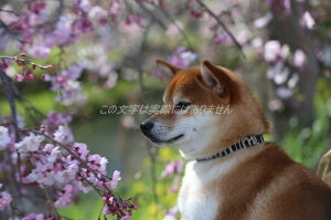 【動物のポストカード】かわいらしい柴犬と桜「レイクタウンのマメシバごん」のはがき7photo by MIRO