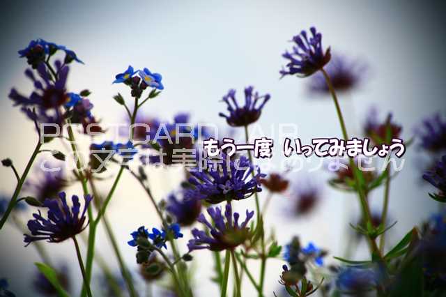 「もう一度　いってみましょう」文字入りポストカード絵葉書ハガキはがき