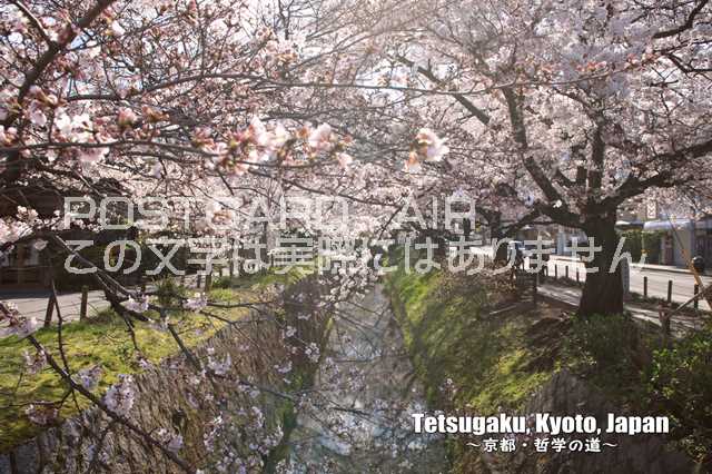 ポストカードAIR「Tetsugaku, Kyoto, Japan　～京都・哲学の道～」桜のカード文字入りポストカード絵葉書ハガキはがき