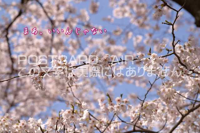 「まあ、いいんじゃない」桜のカード文字入りポストカード絵葉書ハガキはがき