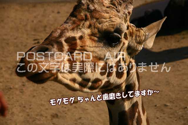 【言葉で伝えるポストカードAIR】「モグモグ　ちゃんと歯磨きしてますか～」キリンのポストカード絵葉書　ハガキ