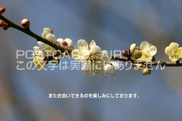 【言葉で伝えるポストカードAIR】「またお会いできるのを楽しみにしております。」梅のポストカード絵..