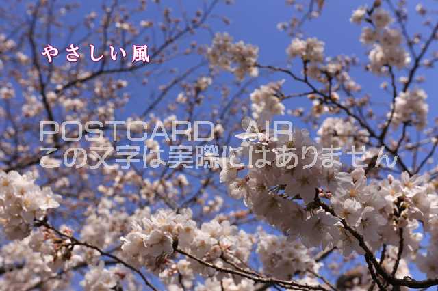 ポストカードAIR【言葉で伝える】「やさしい風」　青空と桜の絵葉書ハガキpostcard-photo by MIRO(3)