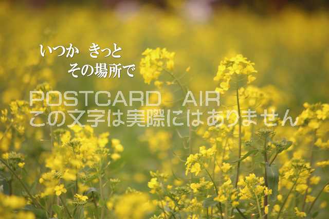 ݥȥAIR㤨֡ڸդݥȥAIR֤ۡĤäȤξǡ׺ڤβ֤γսϥϤ̵ͭפβǤʤ165ߤˤʤޤ